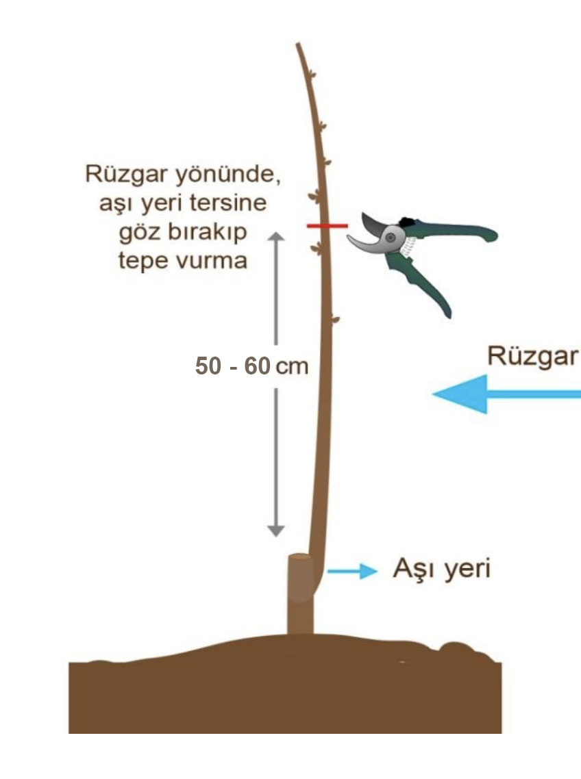 fidan dikerken rüzgar